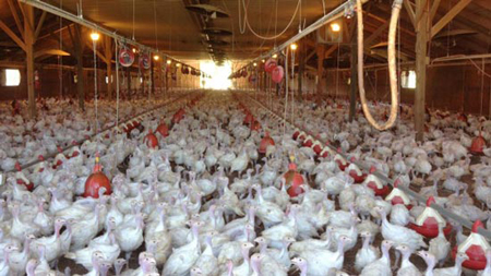 Một trang trại gà ở Minnesota